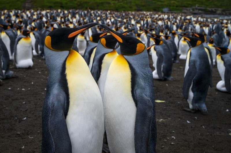 King penguins mate to share common responsibilities for their young