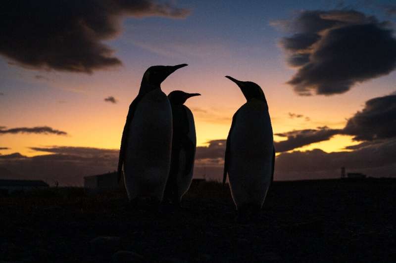 King penguins were hunted to near extinction in the 19th and 20th centuries.