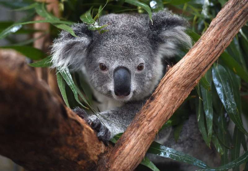 Koalas have been listed as endangered across a large section of Australia's east coast