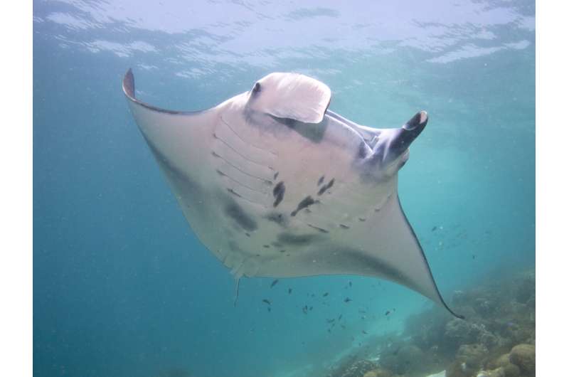 Komodo National Park is home to some of the world's largest manta ray aggregations, new study shows