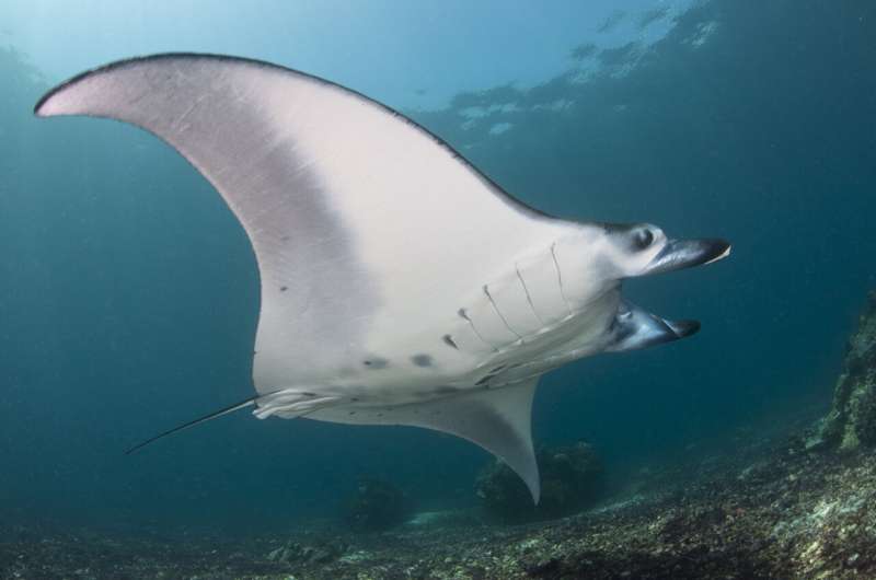 Komodo National Park is home to some of the world's largest manta ray aggregations, new study shows