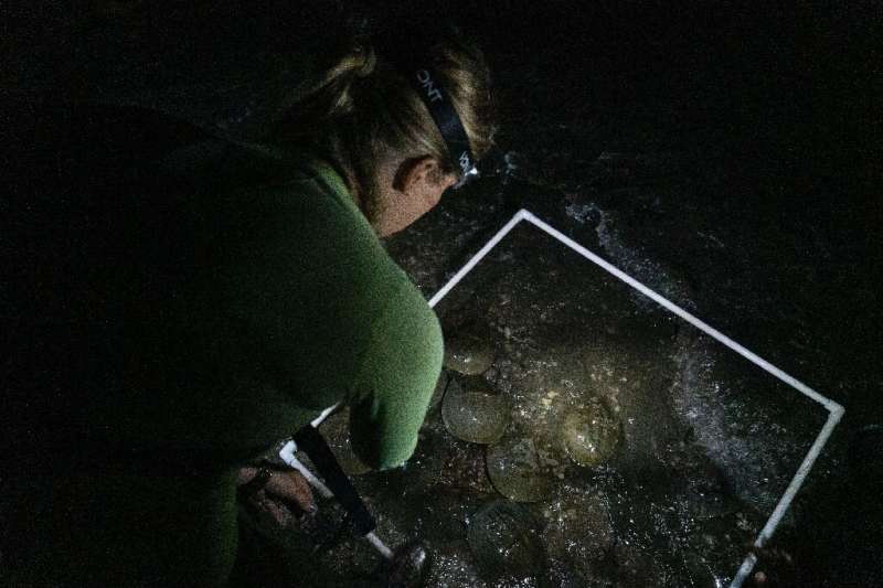 Kristi Lieske conducts a survey of horseshoe crabs spawning on a beach at the Ted Harvey Wildlife Area near Dover, Delaware