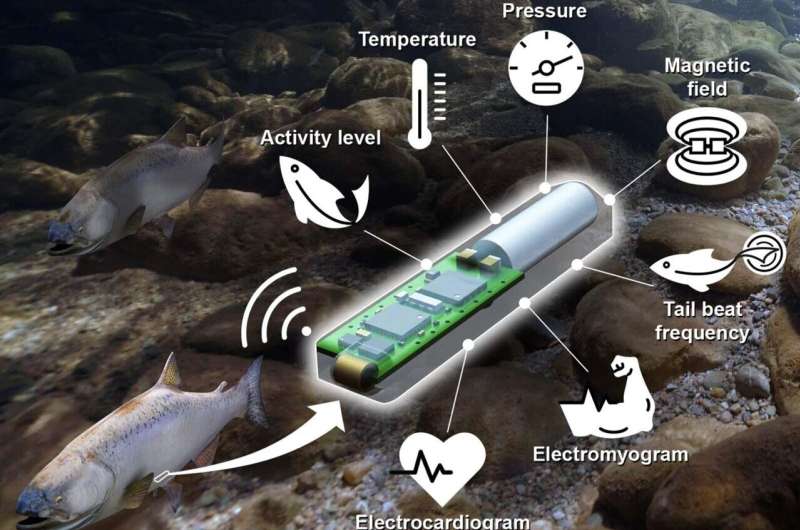 Lab-on-a-Fish integrates location, heartbeat, tail beat, and even the temperature of the surrounding environment