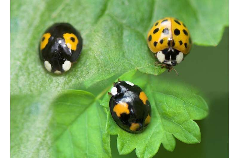 Ladybugs: Most people's favorite insects