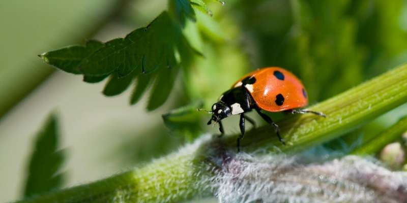 Ladybirds: The insects almost everyone likes
