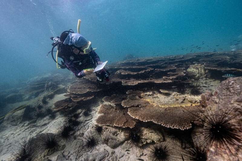 Lalita 'Nan' Putchim, a marine biologist and specialist in coral biology, surveys an outbreak of yellow-band disease