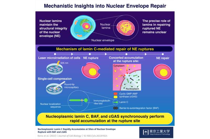 Lamin c facilitates repair of damaged nuclear envelope in human and mouse cells