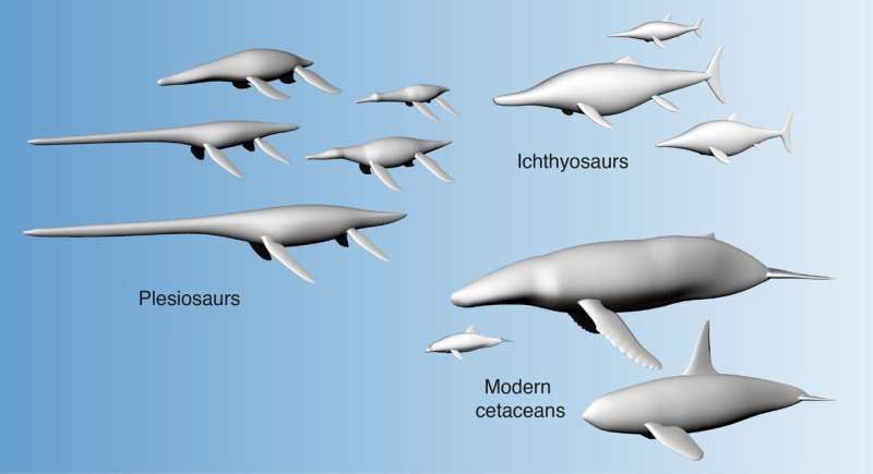 Large bodies helped extinct marine reptiles with long necks swim, new study finds