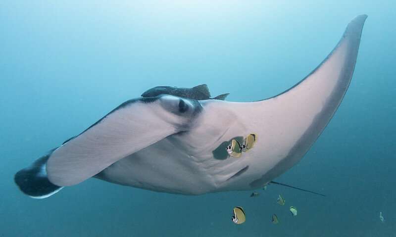 Largest known manta ray population is thriving off the coast of Ecuador, new research shows