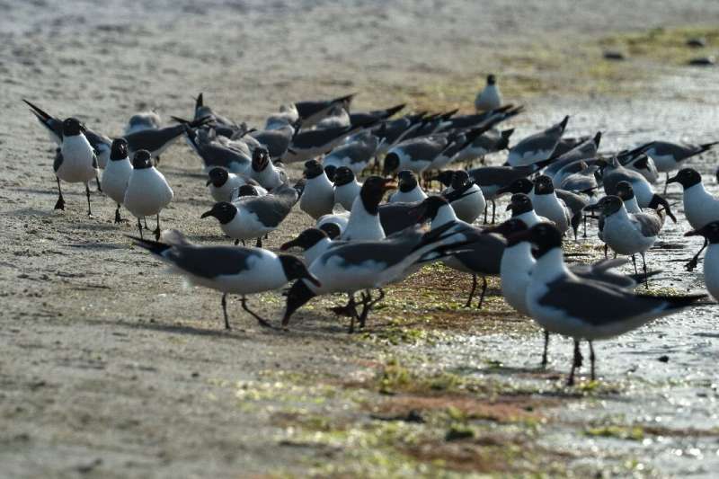 Laughing gulls feed on horseshoe crab eggs on a beach at the James Farm Ecological Preserve in Ocean View, Delaware, on June 16,