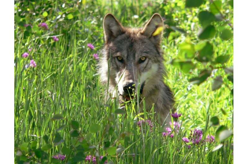 Leader of the pack? A parasite may make grey wolves in Yellowstone National Park take more risks, research suggests