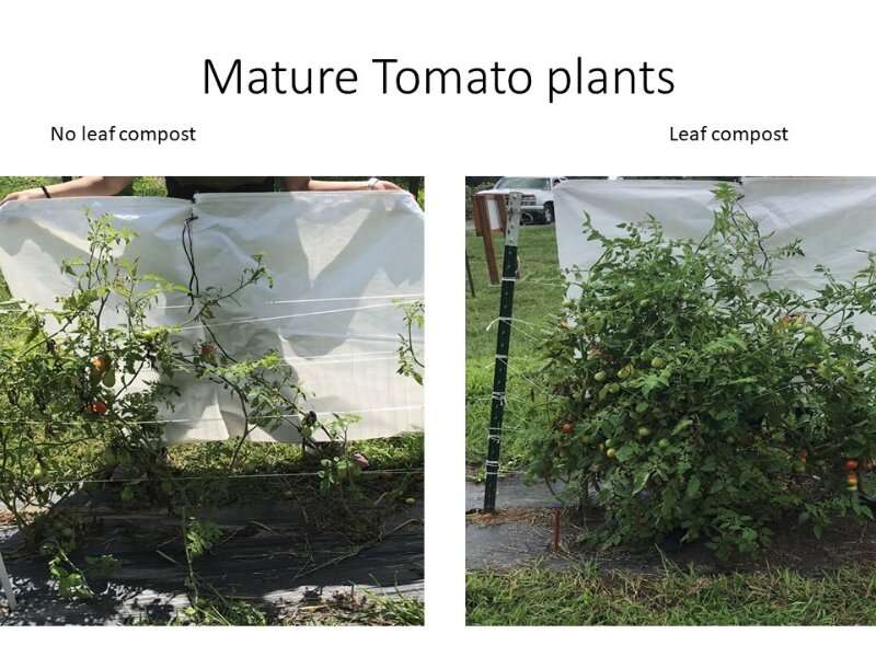 Leaf mold compost shows benefit for tomato plants in degraded urban soils