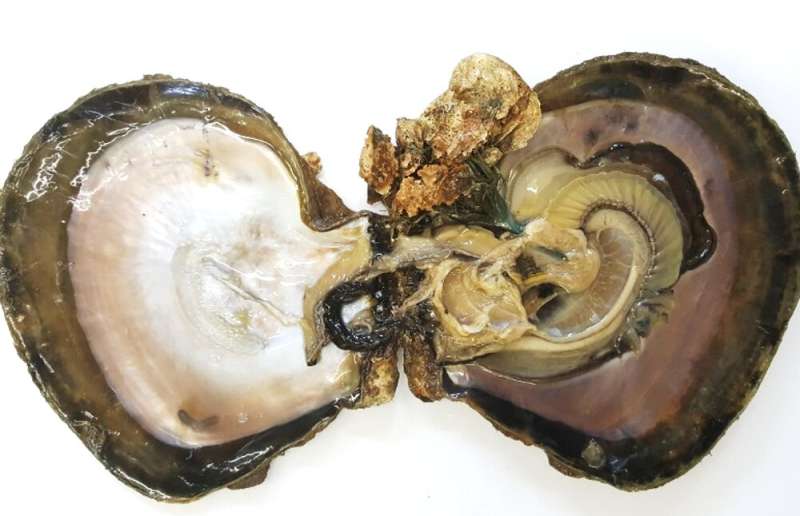 Leaf oysters: the unsung heroes of estuaries are disappearing, and we know almost nothing about them