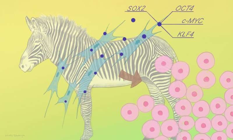 Learning from endangered zebra stem cells | News