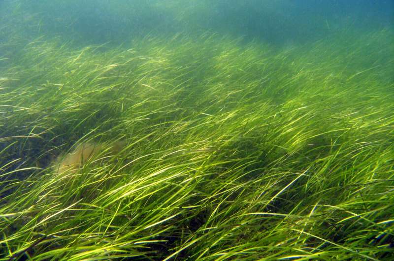 The legacy of ancient ice ages determines how seagrasses respond to environmental threats today