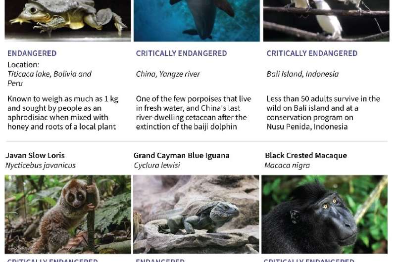 Lesser-known endangered species include the Titicaca water frog and the black-crested Macaque