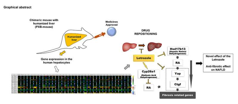 Letrozole ameliorates liver fibrosis through the inhibition of the CTGF pathway and 17β-hydroxysteroid dehydrogenase 13 expressi