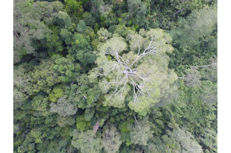 Lianas more likely to infest smaller trees in Southeast Asian forests, transforming knowledge in understudied area