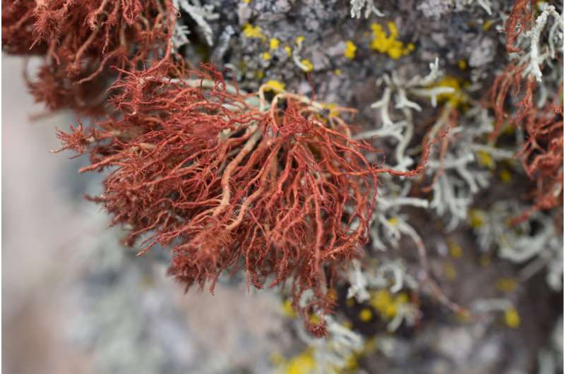 Lichens are in danger of losing the evolutionary race with climate change