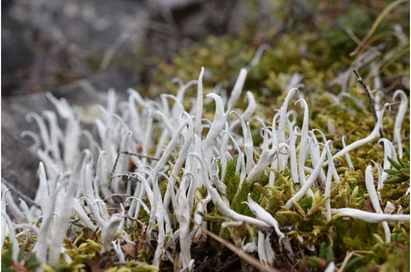 Lichens are in danger of losing the evolutionary race with climate change