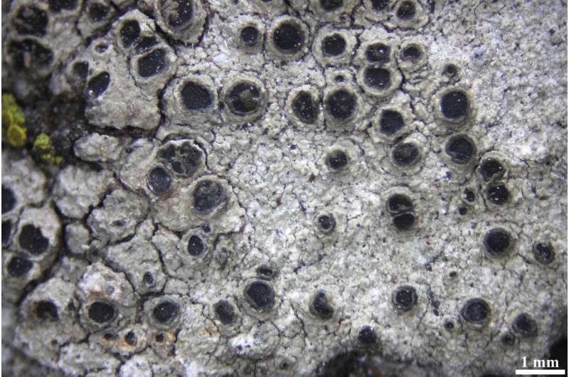 Lichens defend themselves against toxic metals and high acidity