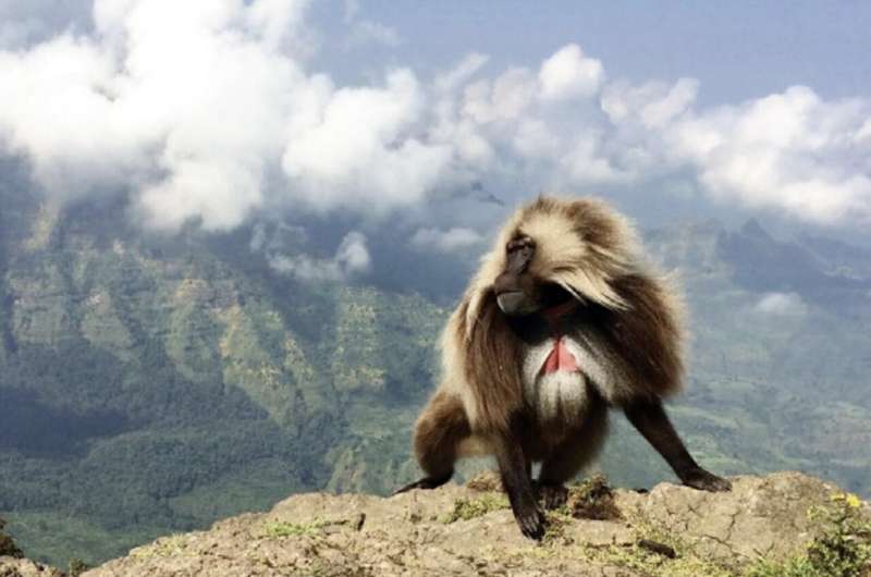Life at the top: Scientists find first molecular clues behind high-altitude adaptation in gelada monkeys