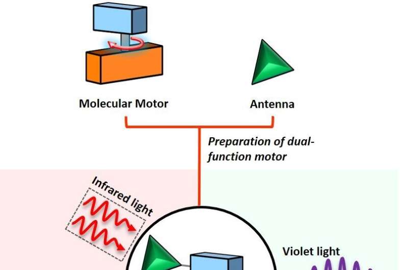 Light-powered molecular motors light up