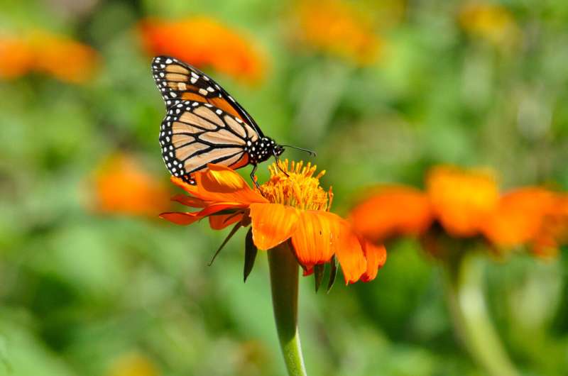 Light pollution can disorient monarch butterflies