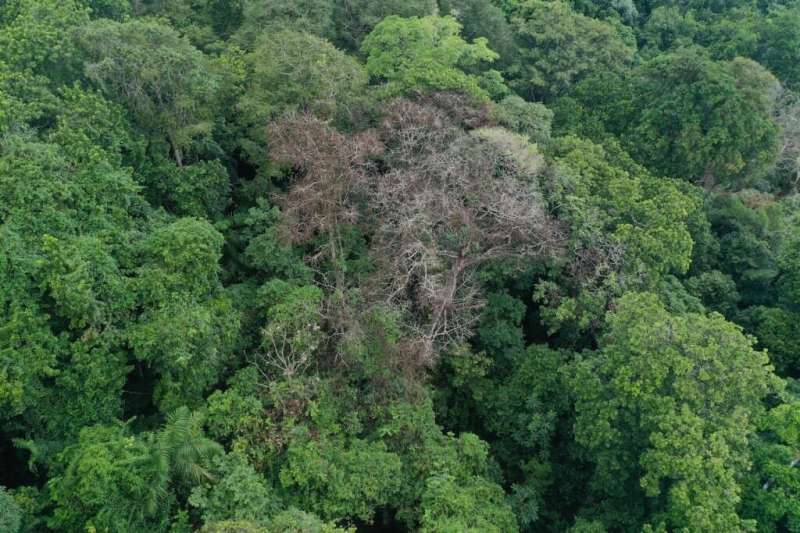 La caída de rayos da forma a los bosques tropicales