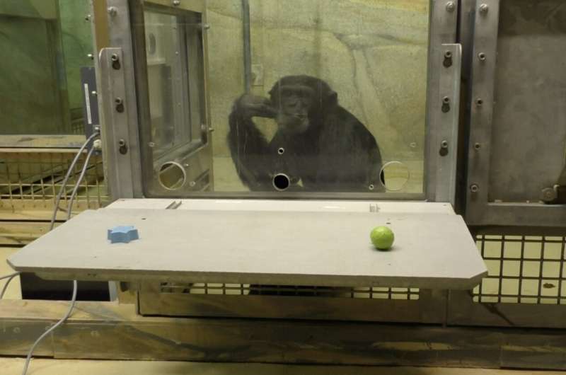 Like human children, great apes are inclined to learn from teaching