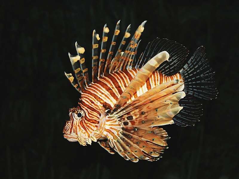 Lionfish are able to catch faster prey through persistence