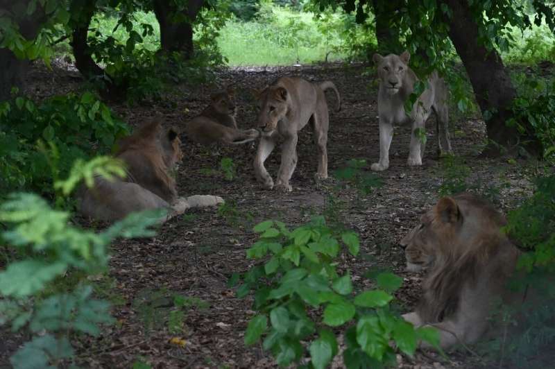 Los leones se ven en una zona boscosa en el Lahore Safari Zoo