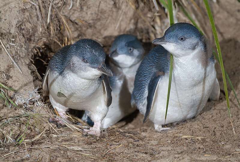 Little penguins may benefit from new invasive weed solution