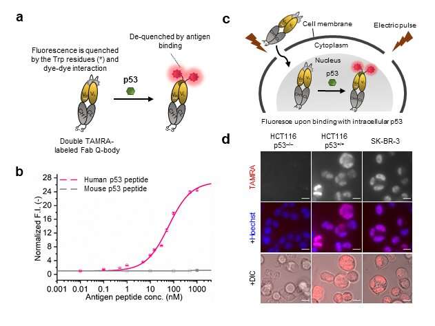 Live intracellular imaging with new, conditionally active immunofluorescence probe