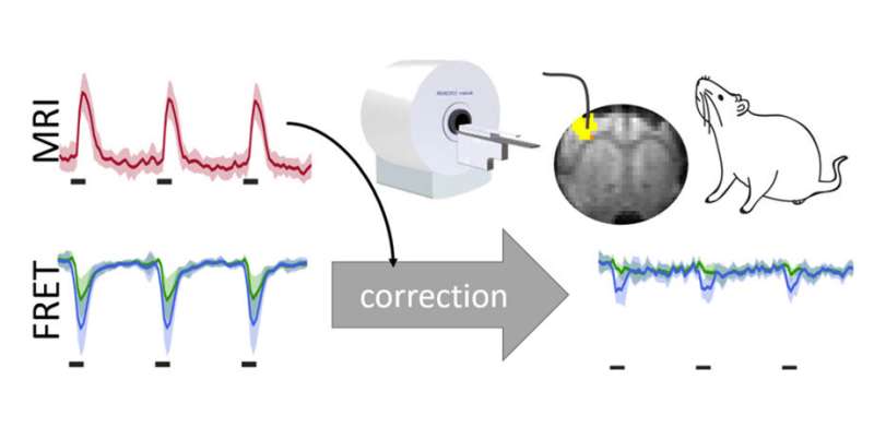 Live monitoring of brain metabolism with fluorescence