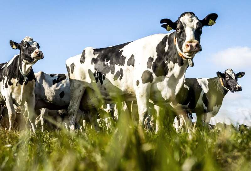 Livestock farming is one of the main emitters of greenhouse gases in the Netherlands, where climate change threatens to swallow 