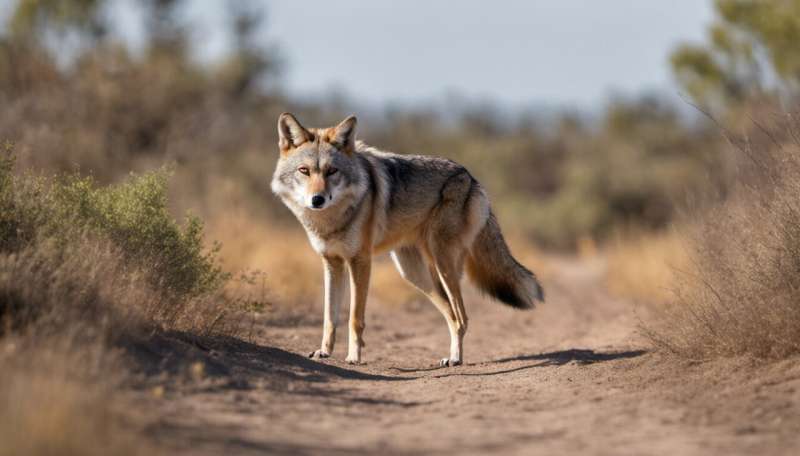 Living peacefully with coyotes means respecting their boundaries