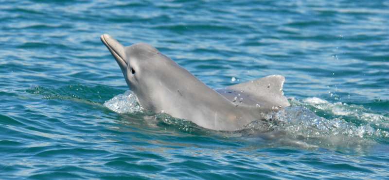 Living together: how two different species of dolphins coexist in Australia