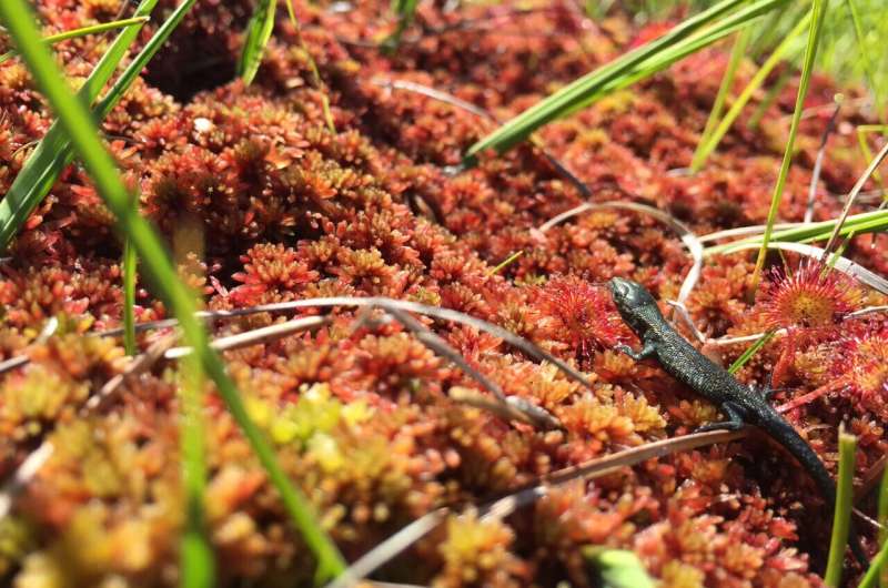 Lizards in climates growing warmer found to have shorter telomers