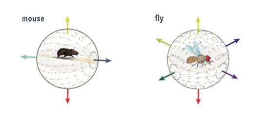 Local motion detectors in fruit flies sense complex patterns generated by their own motion