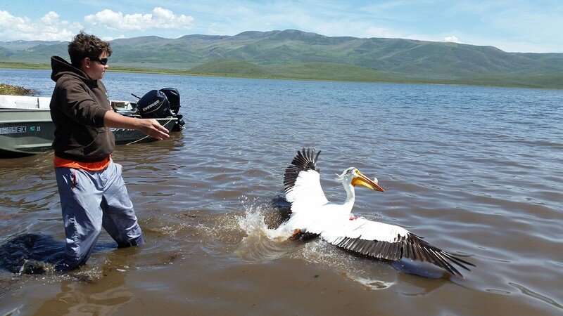 Locally sourced: Pelican prefer native fish to sportfish at Utah's strawberry reservoir