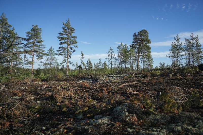 La tala ha ayudado a convertir el sector del uso de la tierra de Finlandia, que incluye los bosques, en una fuente neta de emisiones