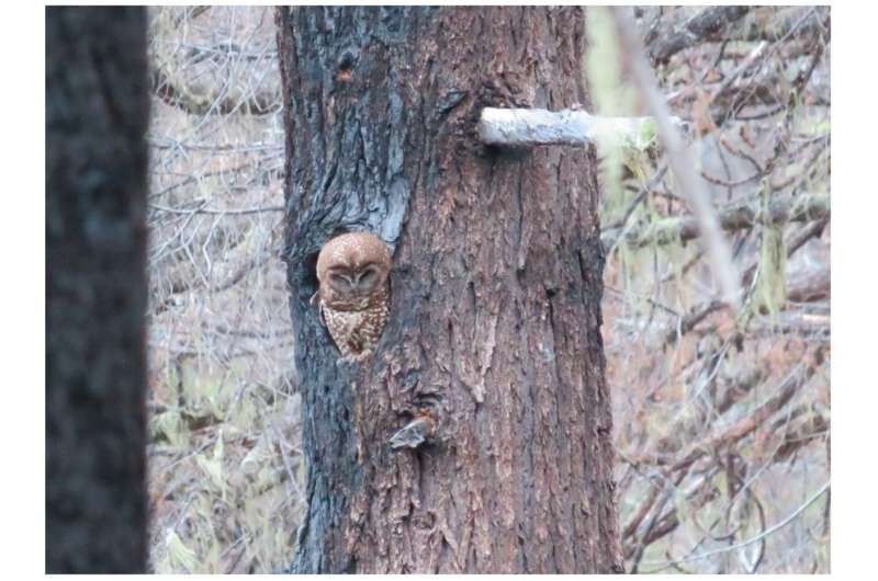 Logging, not wildfire, is most likely driving northern spotted owl decline