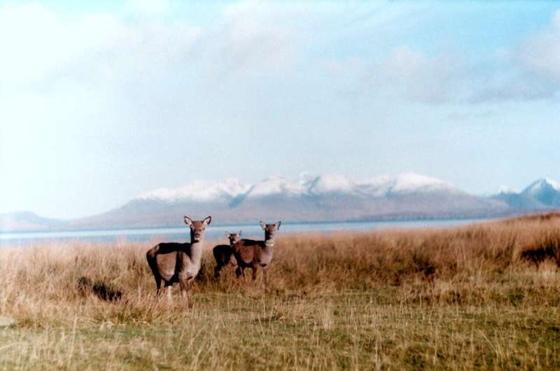 Lonely old deers: Ageing red deer become less social as they grow older