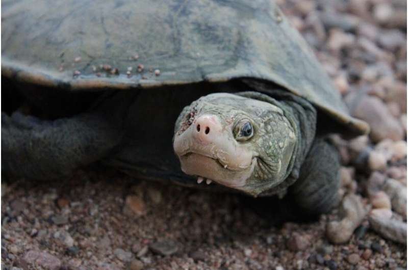 Long-lost ‘bum-breathing’ turtle makes its return