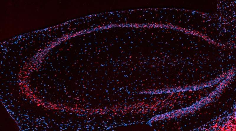 توربوشارژر برای حافظه که مدت ها مشکوک بود در سلول های مغز موش ها یافت شد