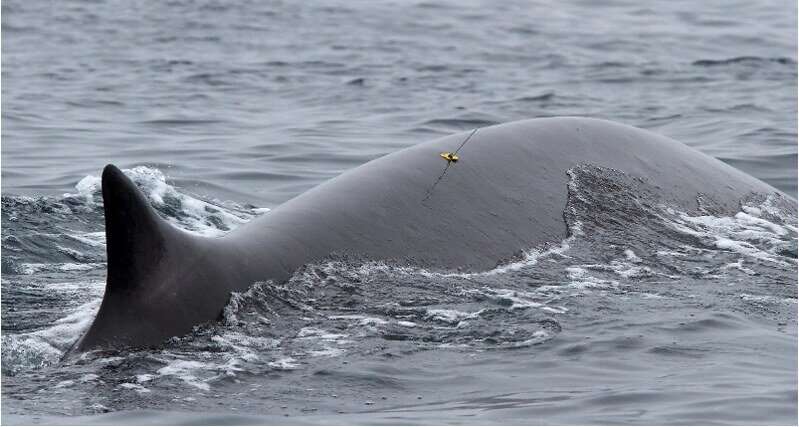 Long-term tracking of whale feeding behavior via satellite now possible with new tag