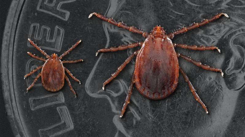 Longhorned tick discovered in northern Missouri for first time, MU researchers find