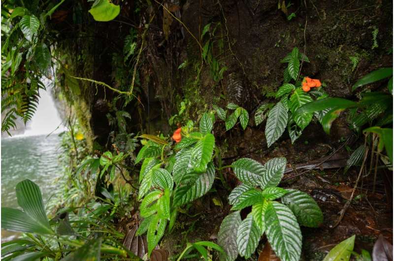 Lost South American wildflower named “extinctus” rediscovered (but still endangered)