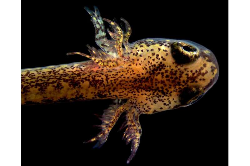 Lungless salamanders develop lungs as embryos despite lung loss in adults for millions of years